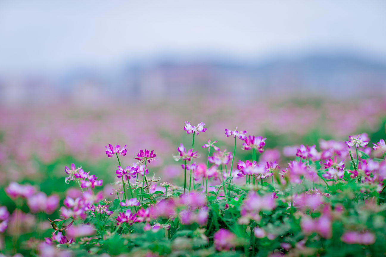 摇曳的花儿